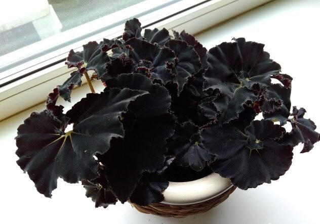 Декоративно-лиственная бегония Чёрная мамба. Фото с ресурса flowersadvice.ru