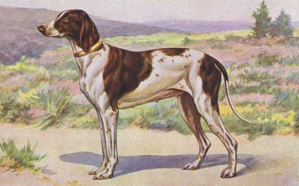 Собака отличалась превосходным чутьём и высокой скоростью поиска