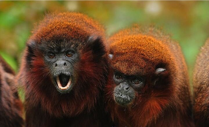 Медные прыгуны от ревности просто шалеют.