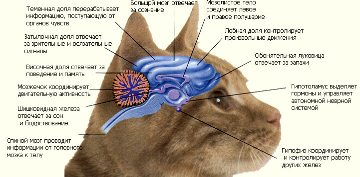 Кошачий Альцгеймер - как кошкам изменяет память