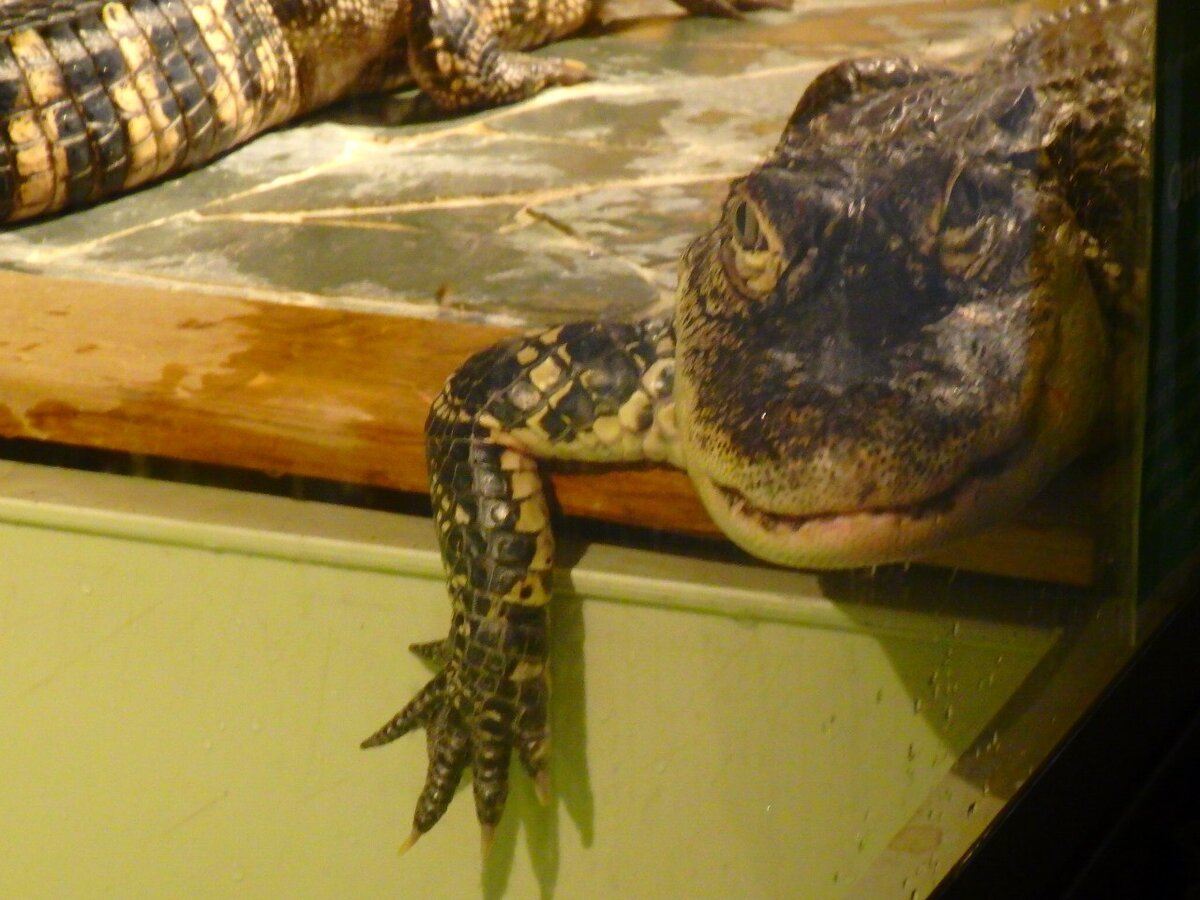  Сайт зоопарка http://www.krokodylipraha.cz/
 