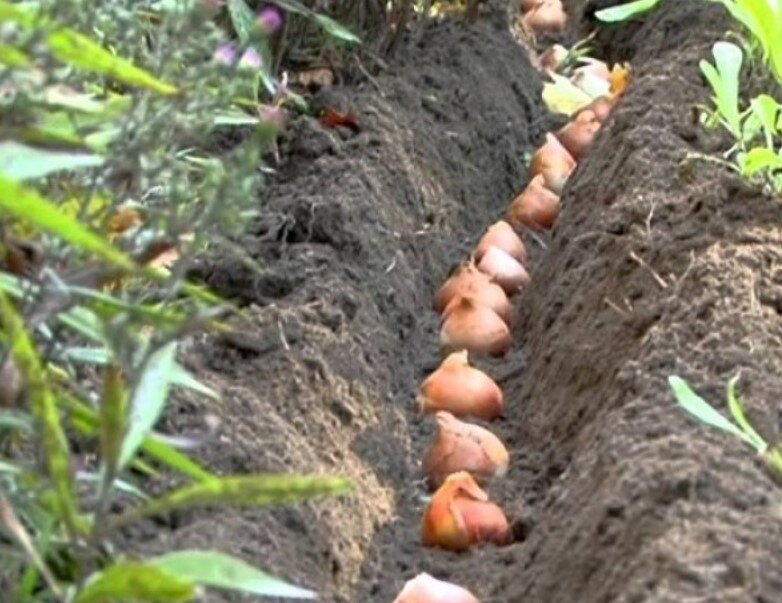 В каком месяце садить тюльпаны. Тюльпаны в корзине для луковичных. В каком месяце садить тюльпаны. В каком месяце садить тюльпаны. Высаживание луковиц тюльпанов.
