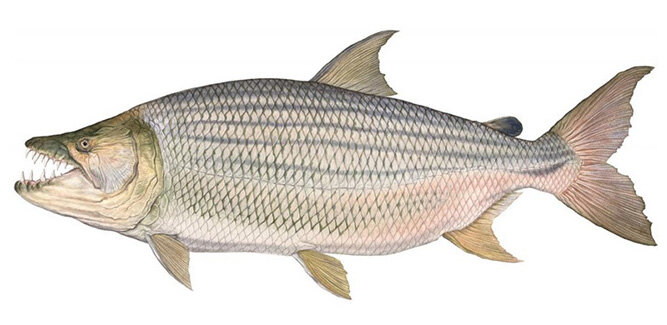 Hydrocynus goliath