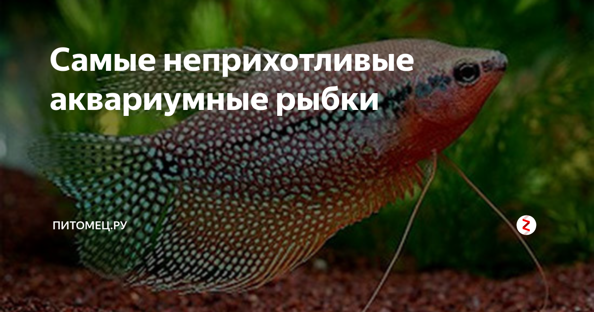 Самые неприхотливые аквариумные рыбки | ??ПИТОМЕЦ.РУ?? | Дзен