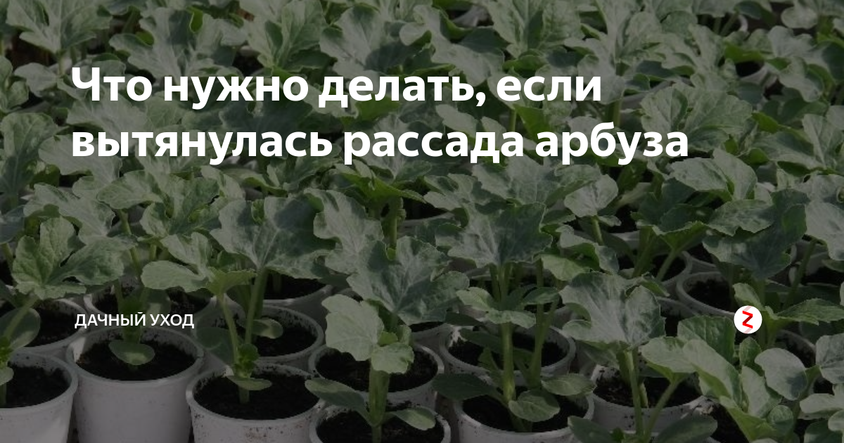 Рассада арбуза вытянулась что делать. Рассада арбузов вытянулась. Переросшая рассада арбуза. Зажим для рассады арбуза. Рассада арбуза под колпаки.