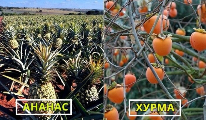  
Как растет еда, которую мы употребляем.
