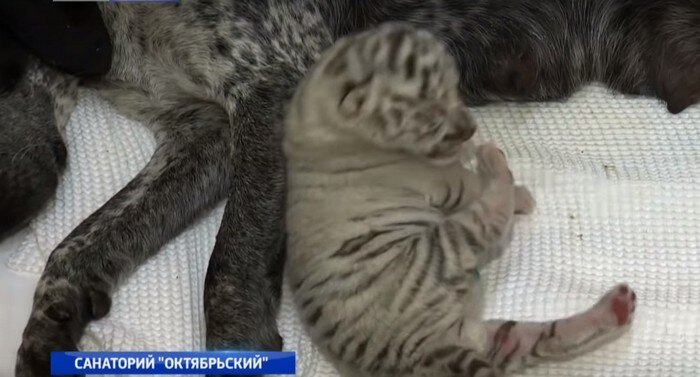 Скриншот/vestisochi/youtube.com