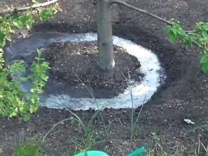 Подкормка сливы: чем и как удобрять в июле, июне и других месяцах. Подкормка после цветения и во время плодоношения