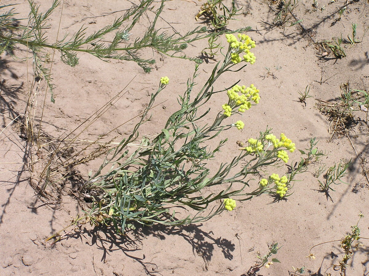 Как видно на фото, растение произрастает на песке