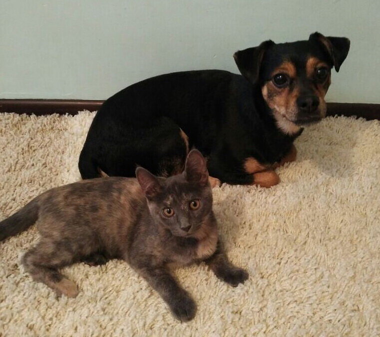 Кошка и собака: обратите внимание, как сложены лапки у пёсика