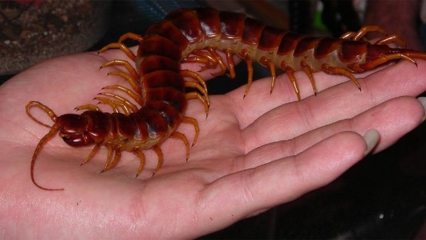 Кыс-кыс-кыс