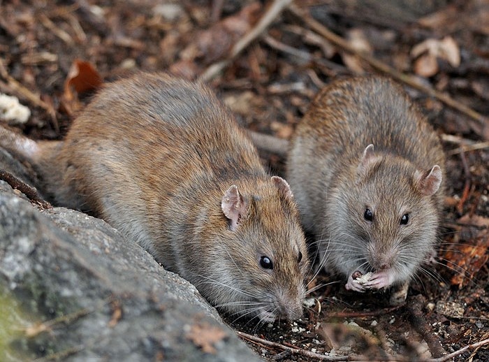 грызуны грызут