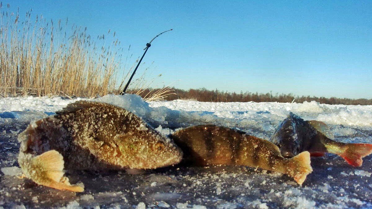 Окунь зимой со льда