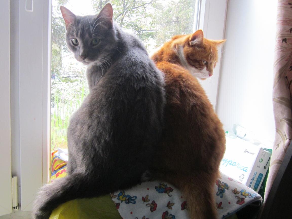 Изысканный вариант герба Российской Федерации
