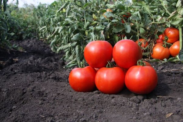 Безрассадный способ выращивания томатов: плюсы и минусы. Какие сорта можно сеять сразу в грунт?