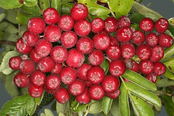 Всем привет! Сегодня мы расскажем, какие натуральные продукты питания и травы для памяти можно применять в домашних условиях.-3