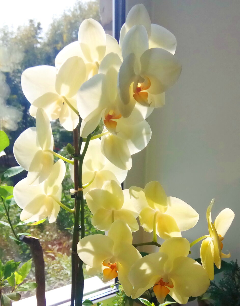 Это один цветок, у фаленопсиса цветут сразу три цветоноса.