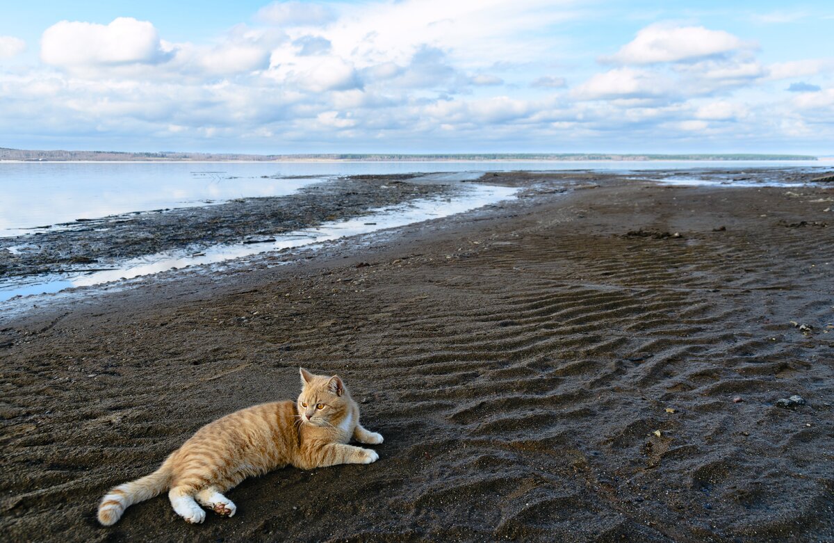 Посёлок Ильинский, апрель 2017 г. 100 км от города Перми. Пляж реки Обва, Камское водохранилище