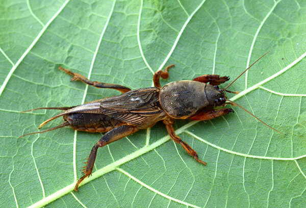 Один из самых простых и легких в применении методов. Увидели место входа в медведкино подземное царство, приготовили мыльный раствор и добавляйте его небольшой струёй прямо в отверстие! Всего 1-2 л воды и насекомое выскакивает из норы. Остаётся поймать и обезвредить.