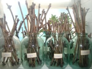 Виноград размножается посредством семян, отводков и черенков