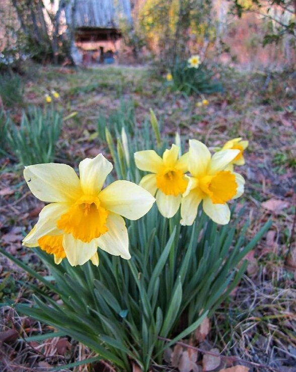 мои прекрасные нарциссы на даче. Фото с прошлого года.