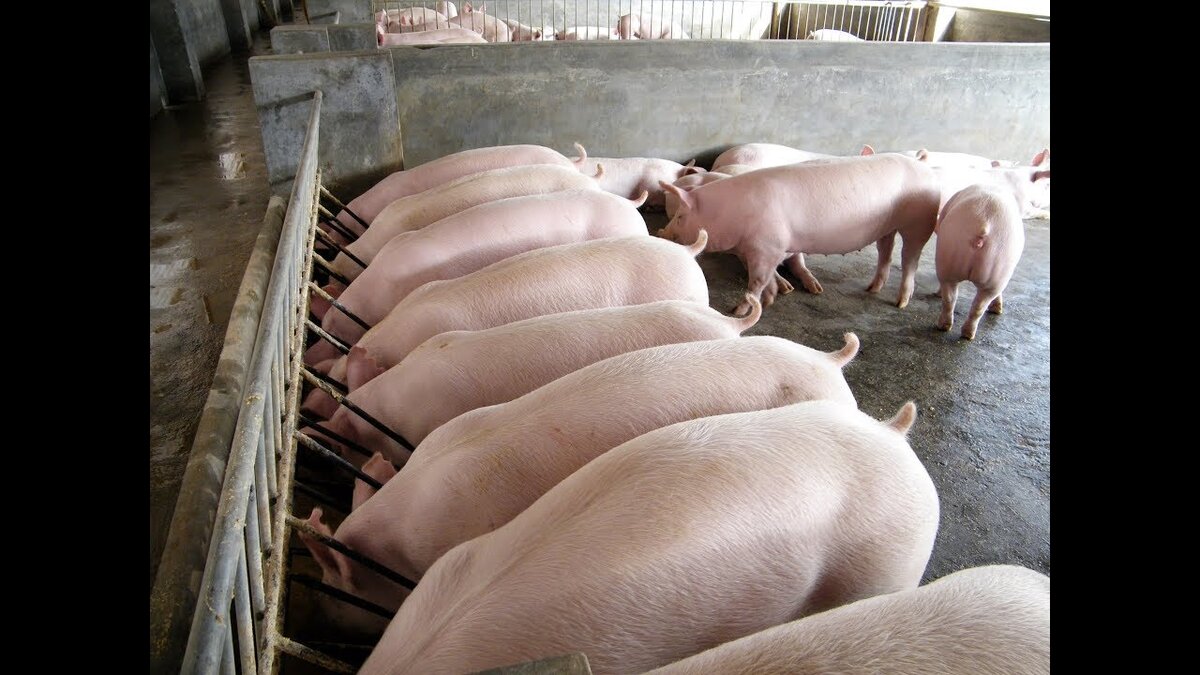 Как сделать кормушки для свиней своими руками: варианты и советы