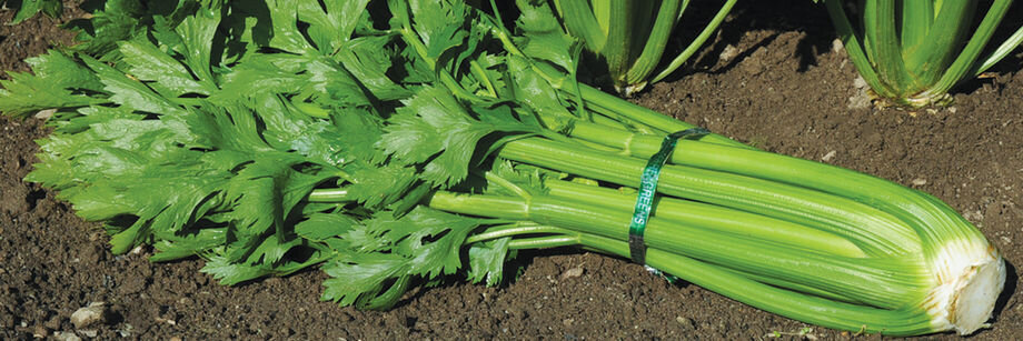 Черешковый сельдерей