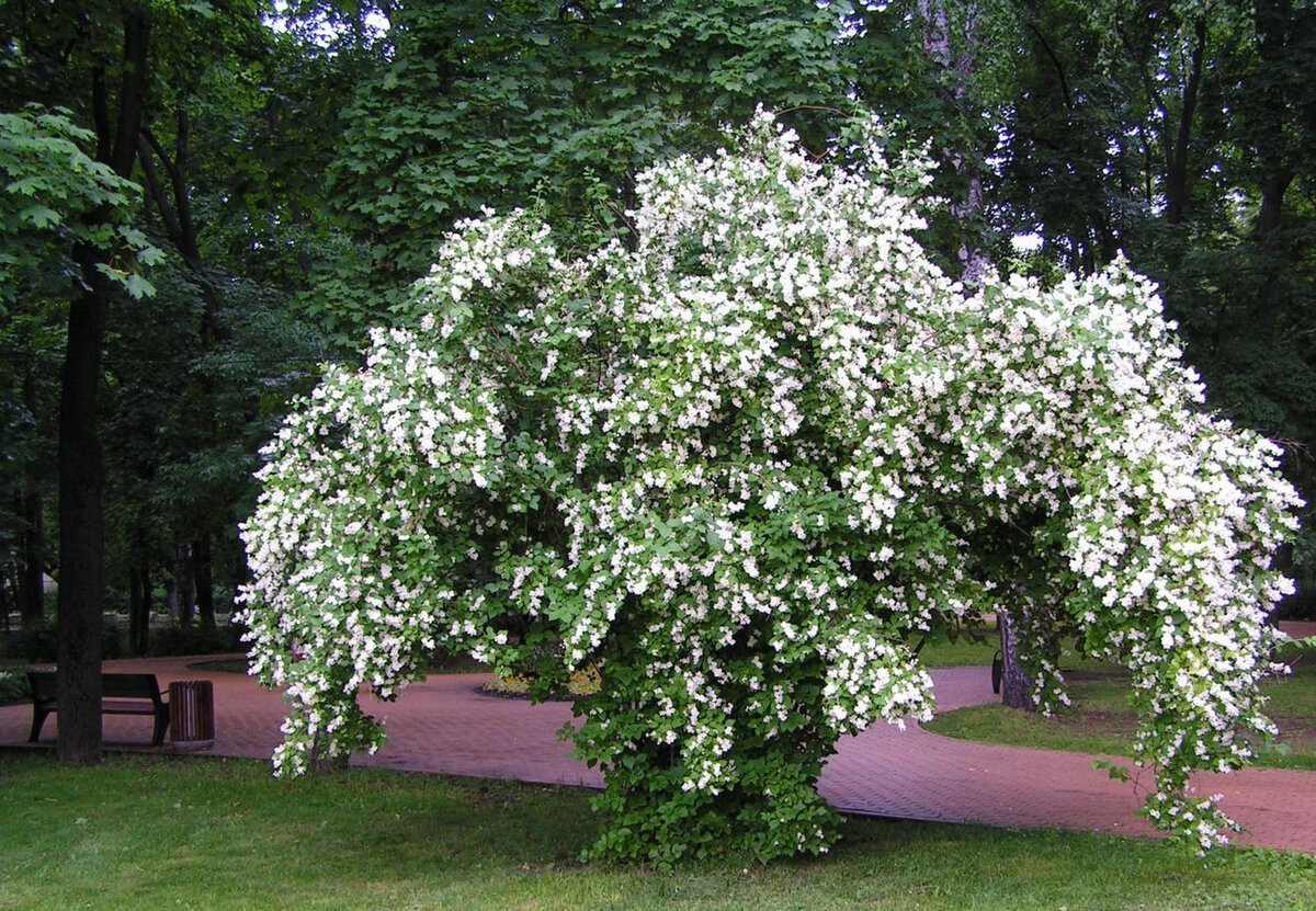 Чубушник венечный фото и описание