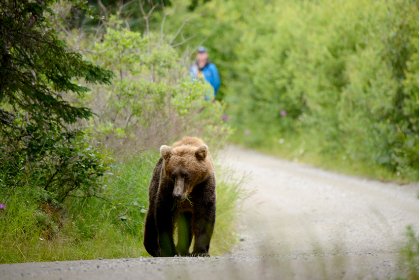 Медведь был начесан