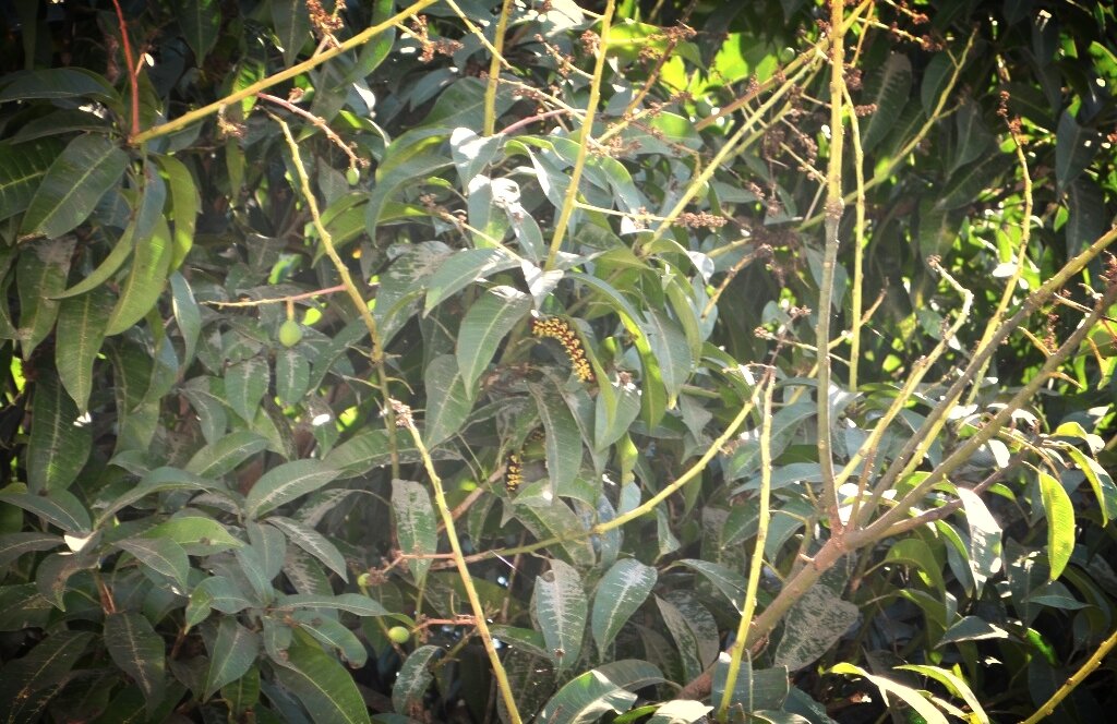 2. Гусеницы на манго. Высоко - метра четыре не меньше, как достать? Соседские дети выставили цену 1000 ариари за гусеницу. Мы решили, что дети борзеют и начали сами проявлять смекалку!

