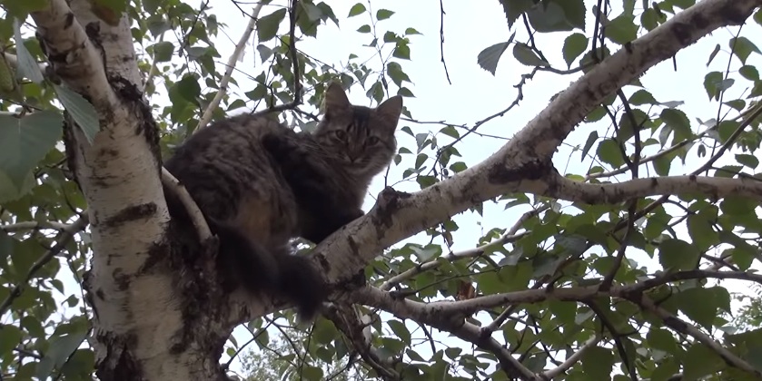 Кот Лохмач, друг моего Малыша. 
