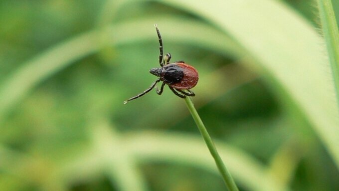 Согласитесь, не самый заметный "жучок"