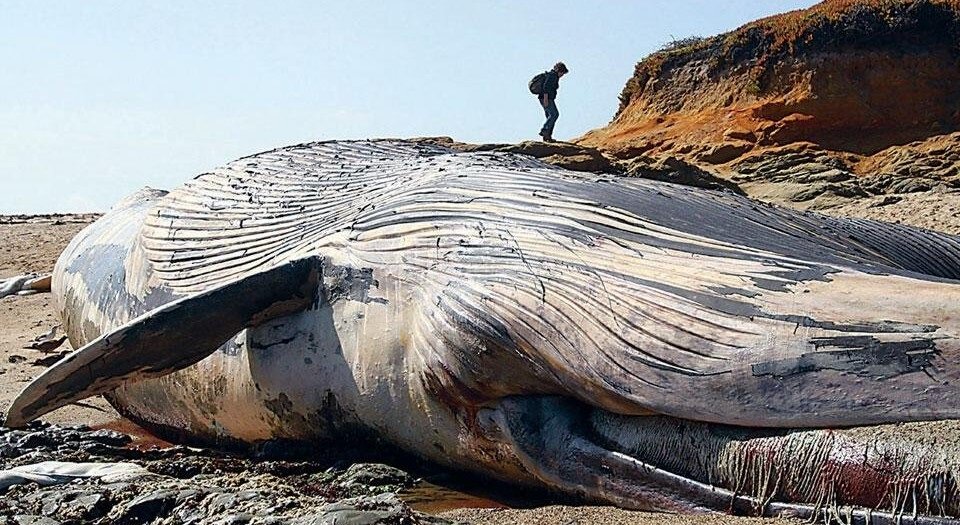 Современная жизнь человека более комфортная, каждый может побывать в любой точке мира, почти везде есть доступ к еде и воде, но чем расплачивается планета за наш рай на Земле!