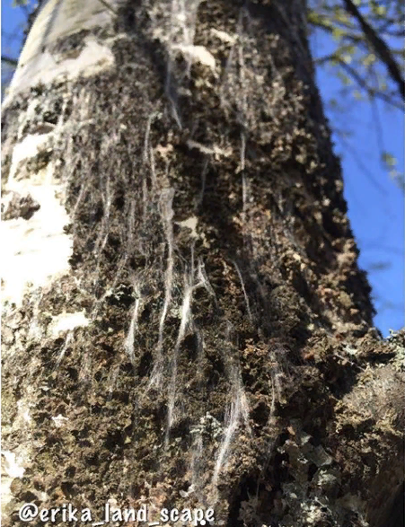Паутинный чулок корковой моли