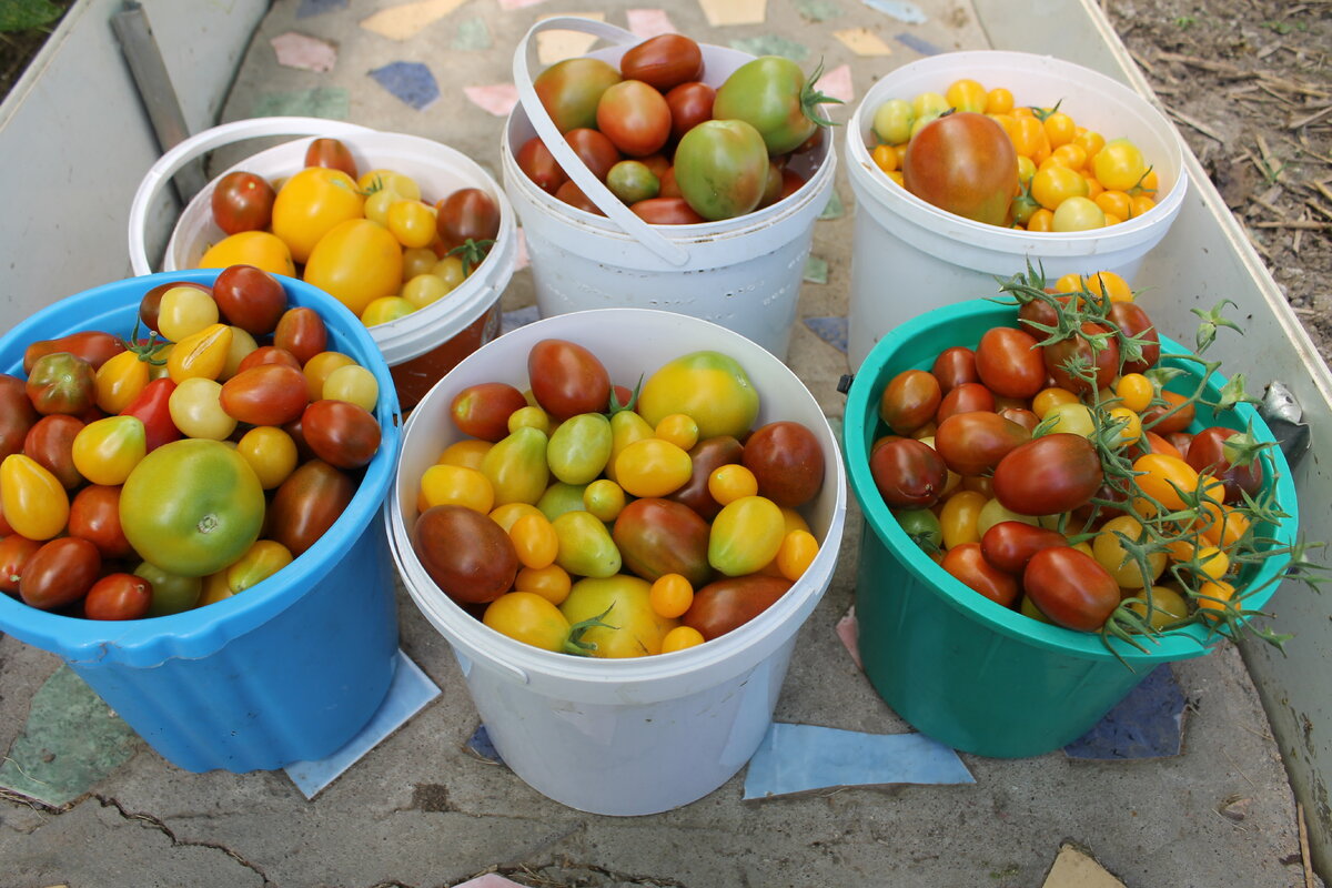 помидоры (без аспирина)