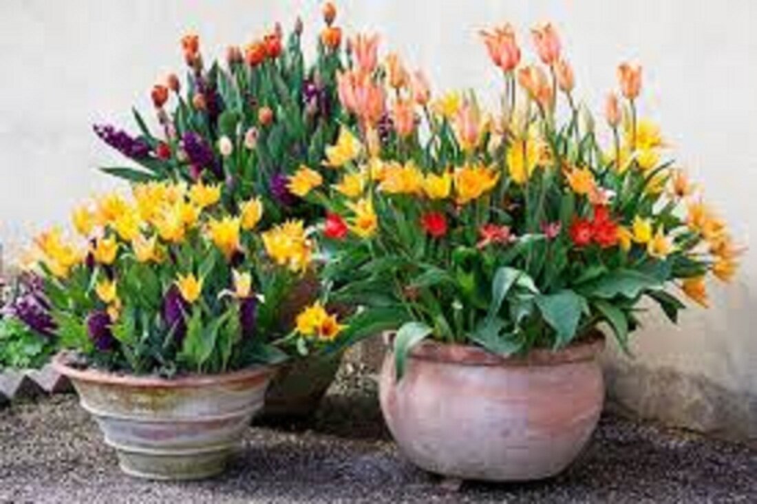 Многие, желая порадовать близких и родных выращенными собственноручно цветками на 8 марта, задаются вопросом - можно ли дома вырастить тюльпаны?-2