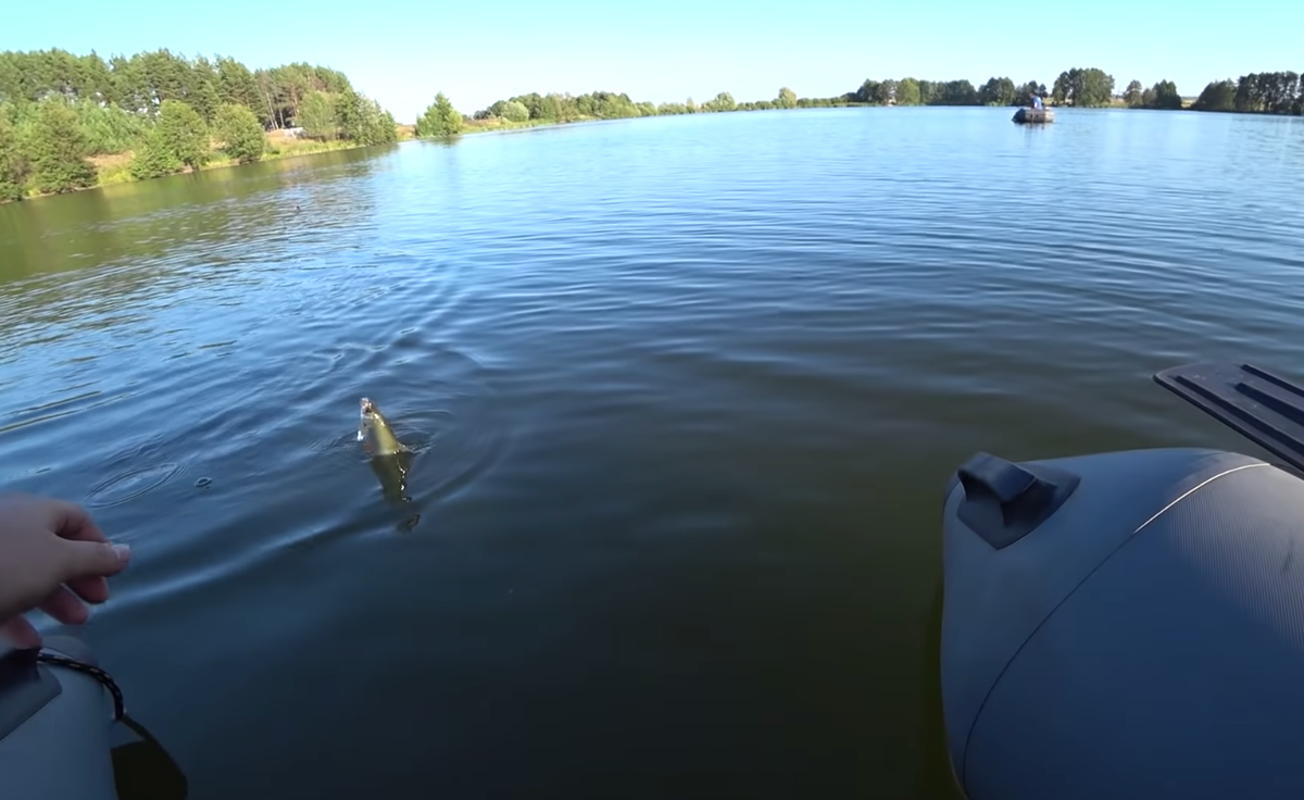 Достаем плотву