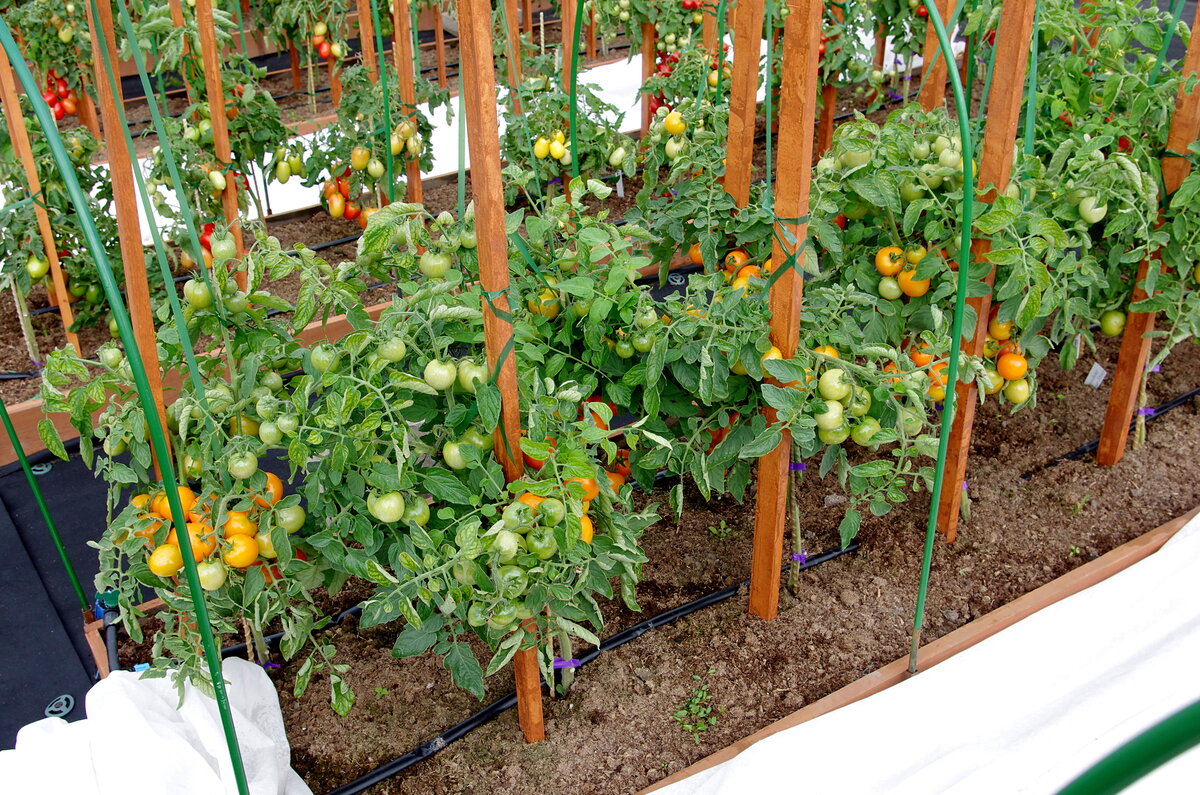 Томат черри земледелец f1 партнер. Томаты сорта земледелец. Земледелец черри помидоры. Томат черри земледелец f1. Томаты сорта земледелец.