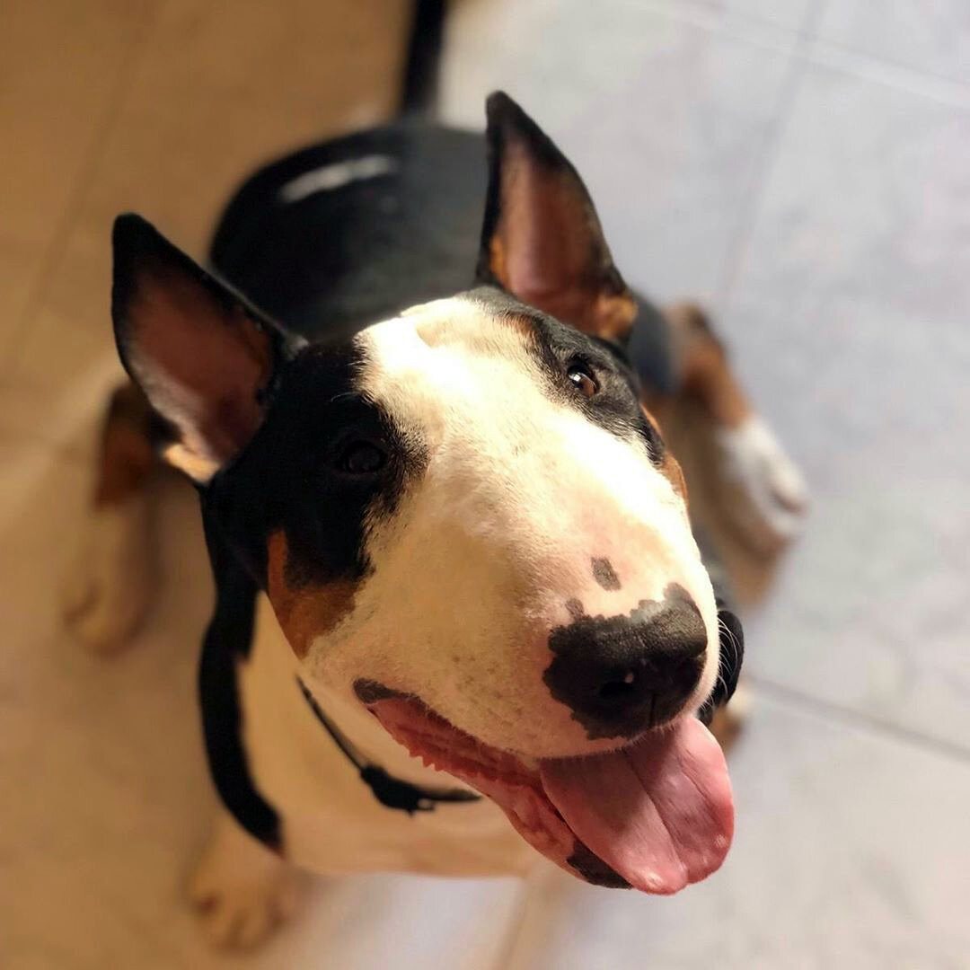 Стандартный бультерьер