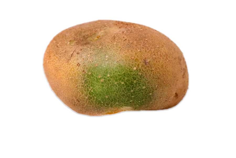 Зеленый бок, а это опасно