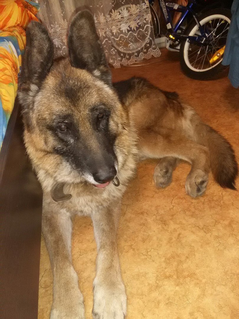 Фото из городского паблика, сделанное приютившей его женщиной. 