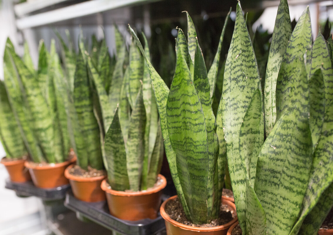 Фотография 2. Сансевиерия зейналика 