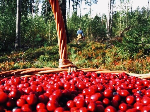 Изображение взято из открытого источника сети интернет. 