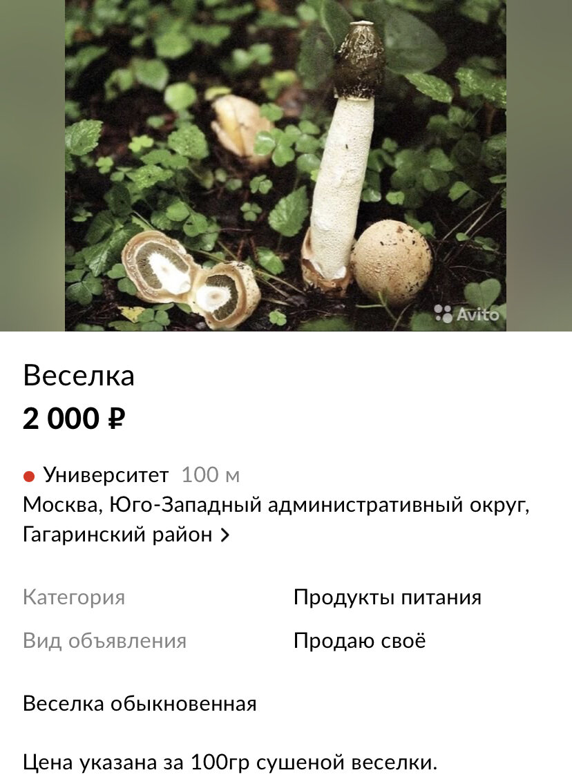 Веселковые грибы