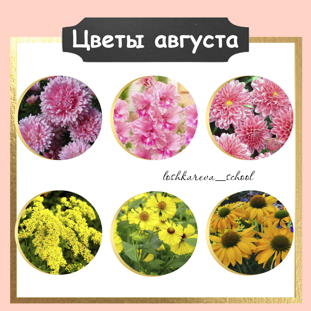 Цветы августа