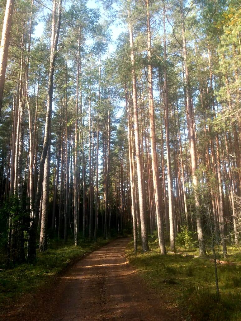 Лес у горы Валдай