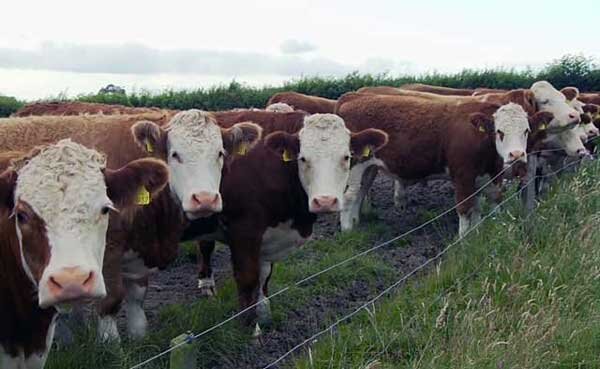 Бизнес-план по выращиванию на мясо бычков