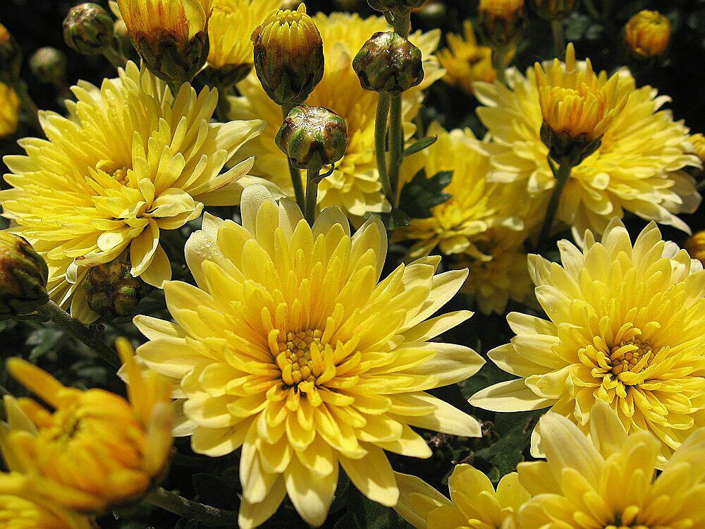 Фото  из  интернета.