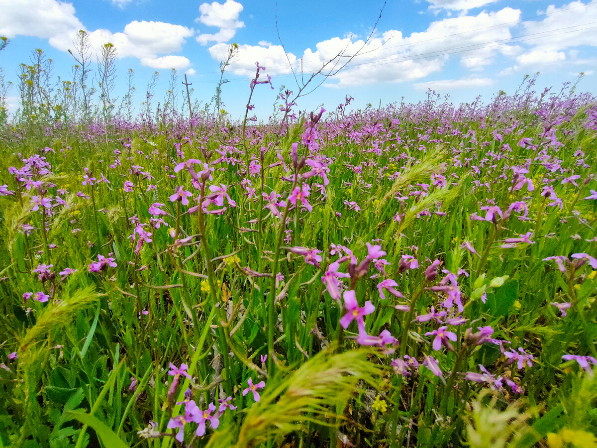 Степной Крым неподалёку от дома. Фото автора "Девушка в зелёном саду"