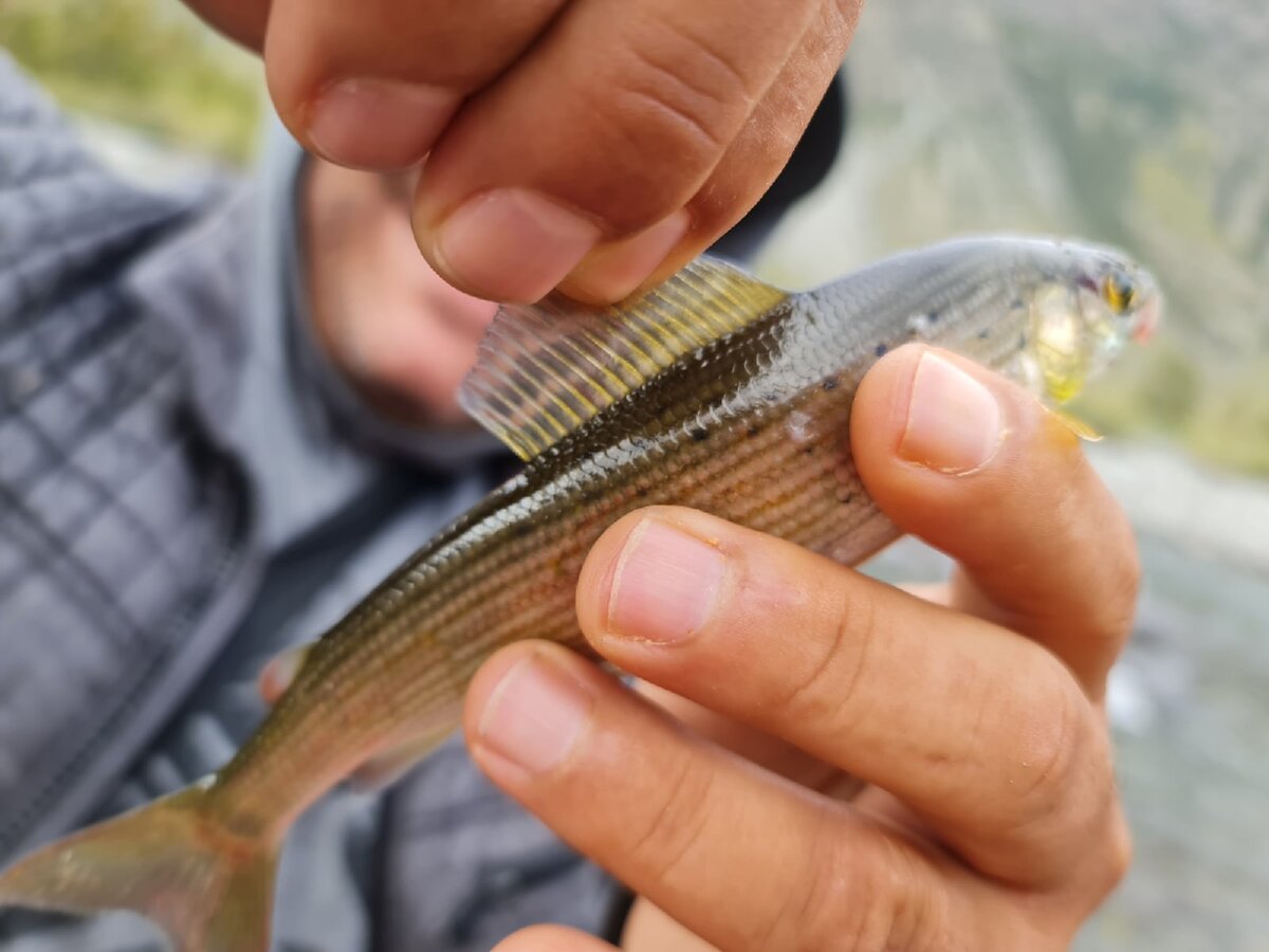 Хариус / Медведев Александр